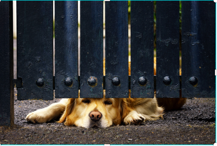 dog at gate acting as gatekeeper